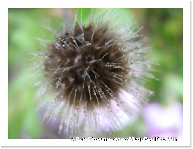 abstract art photo flower print