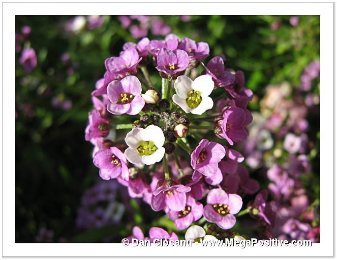 alyssum bouquet macro photo positive energy abstract print