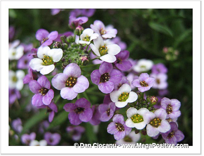alyssum flowers bouquets macro photo art canvas