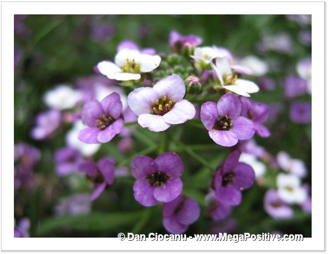 alyssum flowers bouquet macro art photo canvas