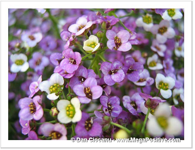 alyssum flowers white and violet macro photo print modern art
