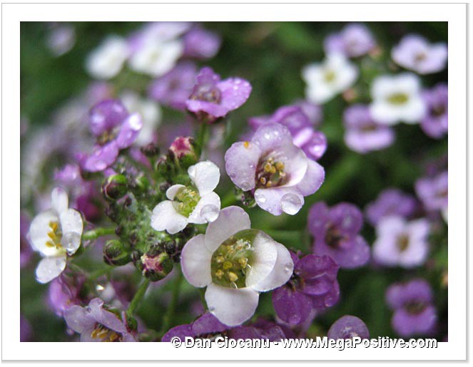 water drops covering alyssum flower middle part