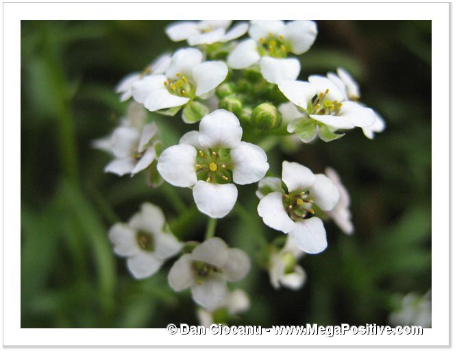 alyssum flowers white macro photo canvas