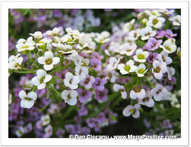 alyssum flowers white macro photo canvas with small insect