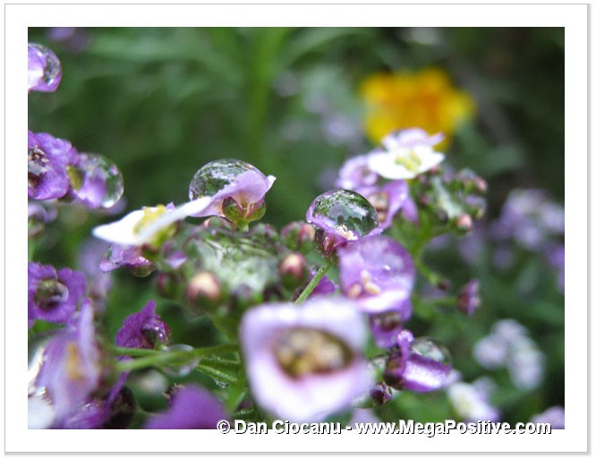 two water drops on two alyssum flowers