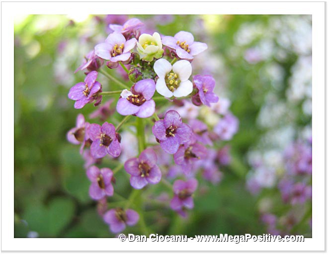 alyssum violet macro photo