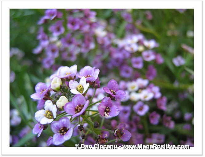 purpel alyssum flower macro modern art photo