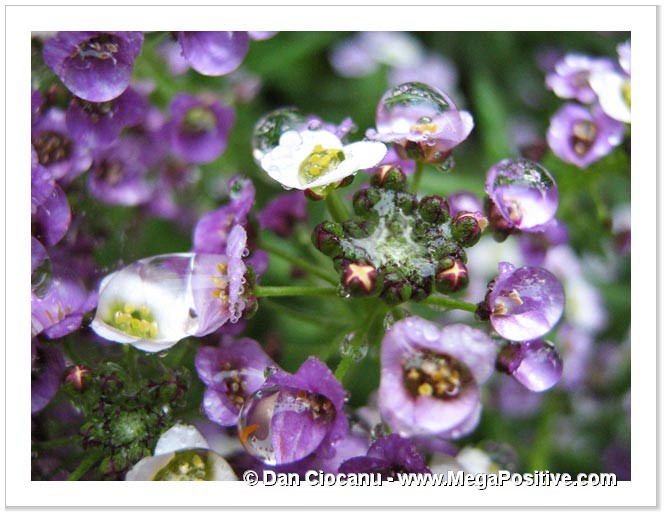 water drops on purple and white alyssum flowers