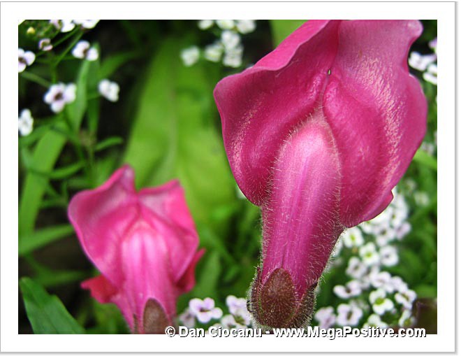 antirrhinum snapdragons modern art photo print canvas abstract