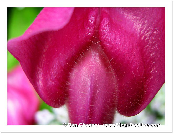 antirrhinum snap dragon abstract art macro photo canvas