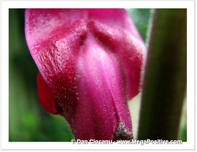 antirrhinum snapdragon abstract art super macro canvas