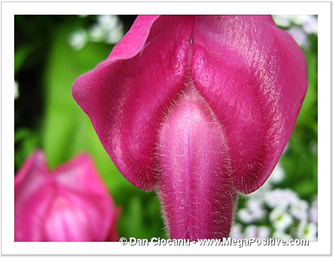 antirrhinum snap dragon beautiful flower abstract art canvas print
