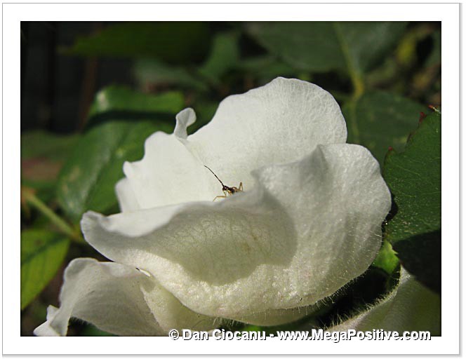white antirrhinium snapdragon flower with a cricket hiding inside it