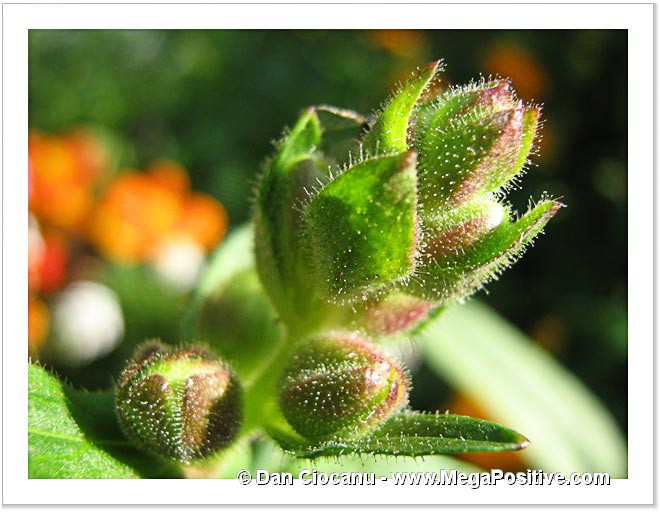 antirrhinum snapdragons flower buds macro abstract photo canvas