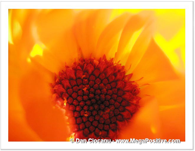 calendula flower super macro photo abstract art high positive energy