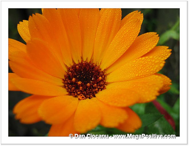 beautiful calendula with melted hoarfrost canvas print