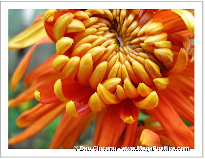 abstract art chrysanthemum beautiful flower orange photo canvas