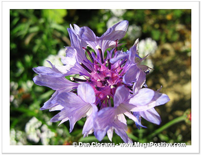 corn flower centaurea cyanus macro art photo canvas