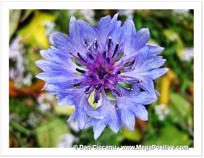 corn flower abstract art centaurea cyanus modern art print