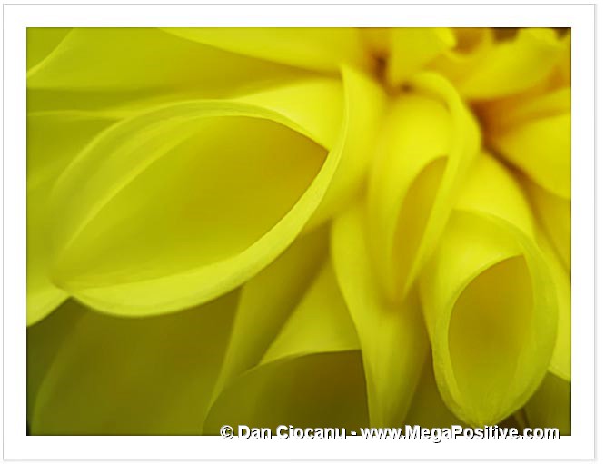 dahlia flower abstract photo