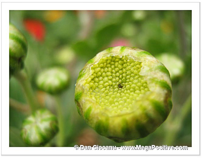 dahlia buds abstract art photo macro canvas print