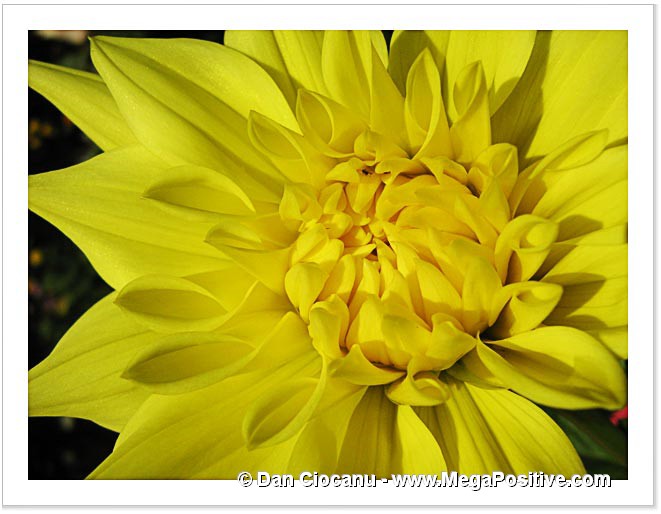 sunny yellow dahlia flower