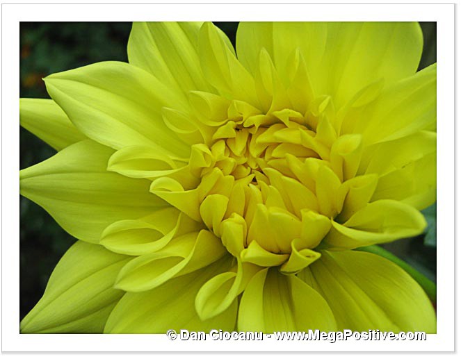 dahlia flower yellow abstract art photo macro canvas