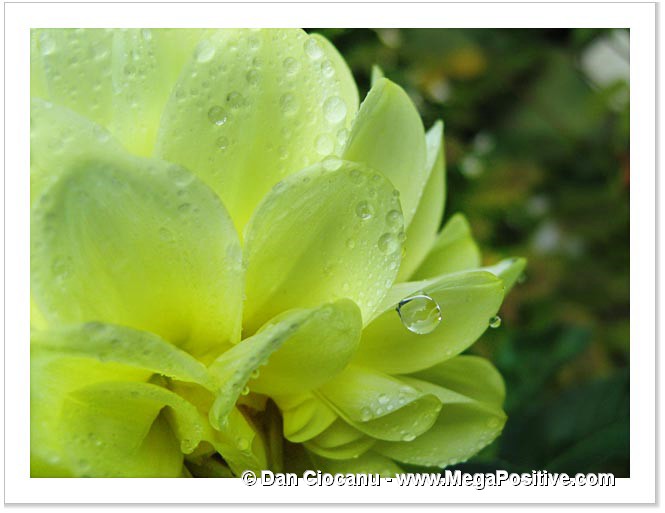 yellow dahlia flower with water drops