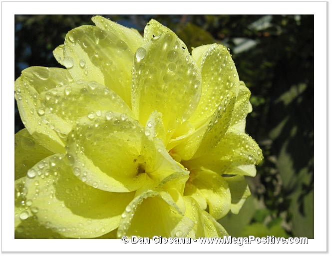 sunny water drops on yellow dahlia flower petals