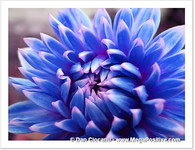blue dahlia flower