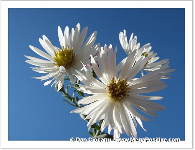 daisies flowers on blue sky background high positive energy canvas