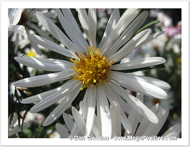 beautiful white daisy flower macro abstract art canvas print