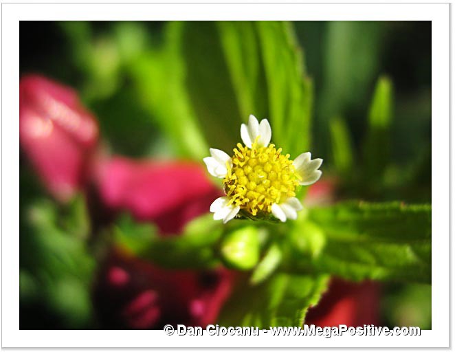 small-tiny daisy flower macro photo print green art background