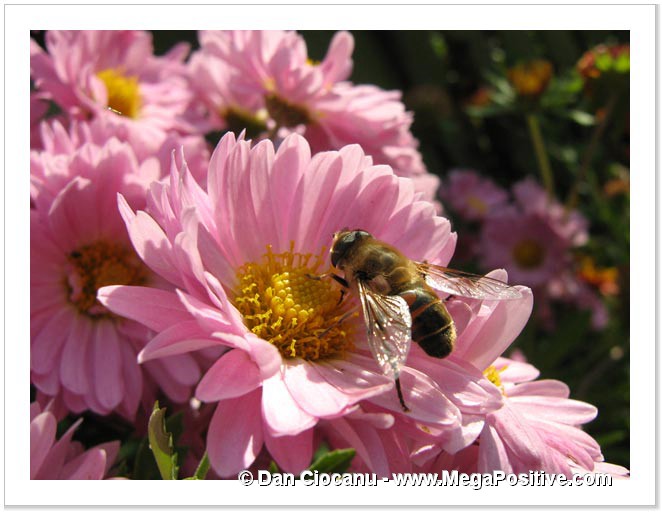 pink daisy with bee gathering honey flower fly photo