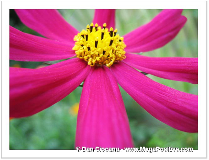 red violet daisy flower pink macro photo print