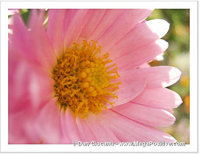 pink daisy macro photo canvas sunny positive energy print