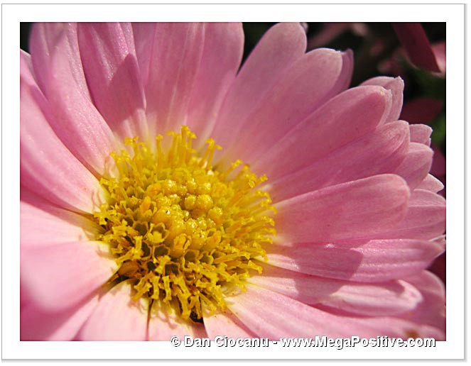 pink daisy positive energy photo canvas print macro art