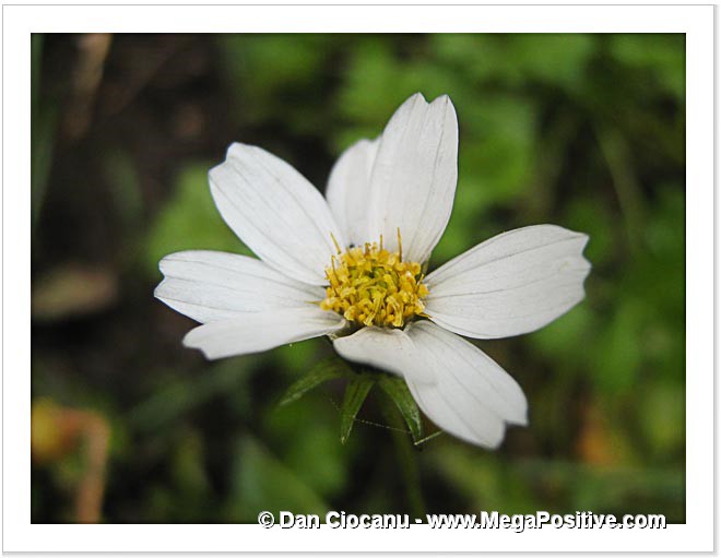 tiny daisy macro photo print green background abstract