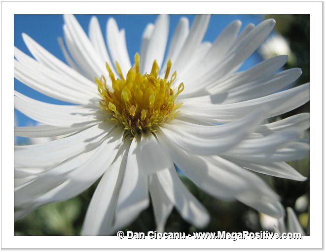 daisy white flower macro photo