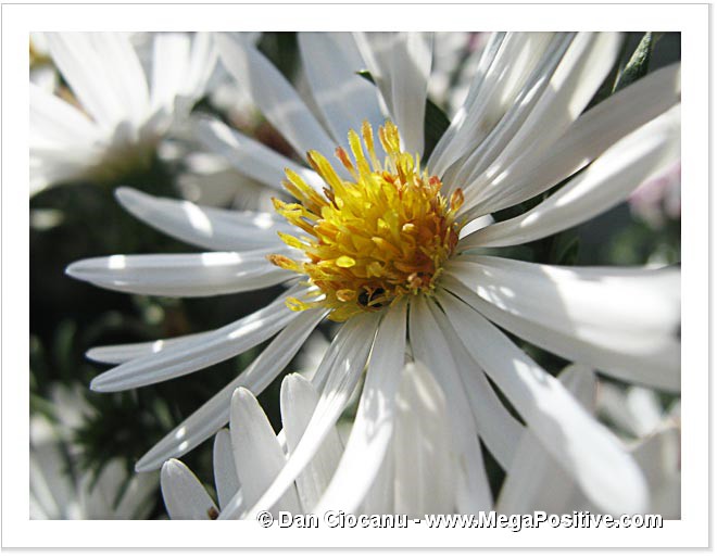 white daisy positive energy abstract art macro canvas