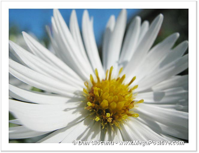 daisy white with blue sky backgroung macro canvas