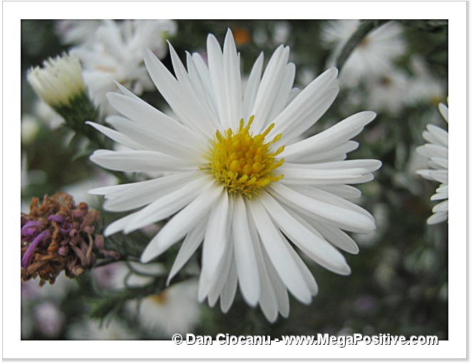 white daisy with yellow middle macro photo print