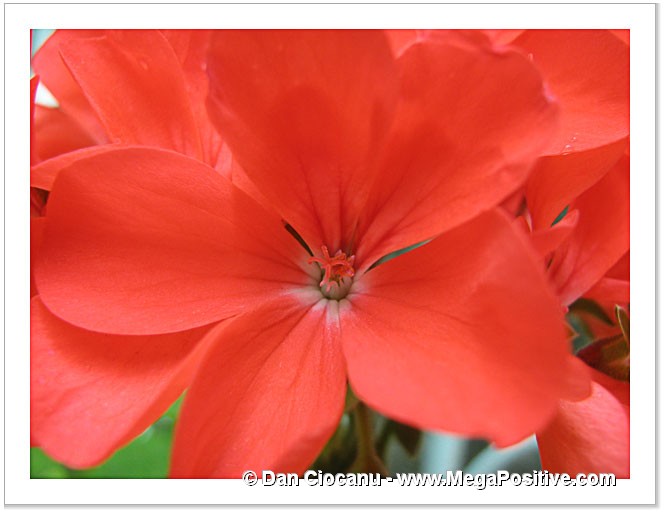 red geranium pelargonium macro photo print