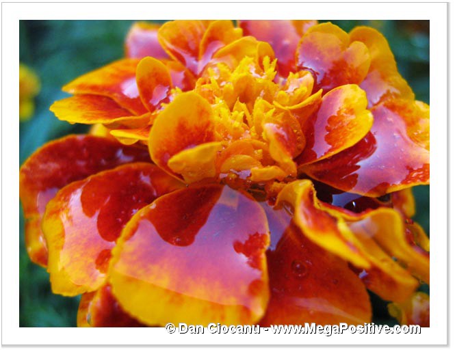 marigold flower covered by big water drops