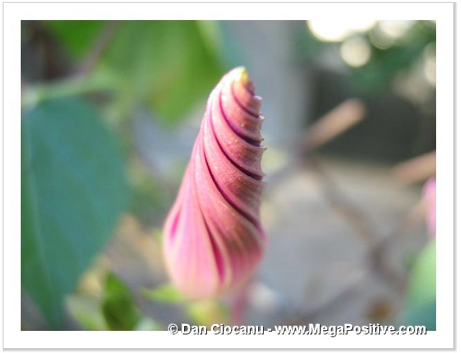 morning glory modern art flower picture canvas print