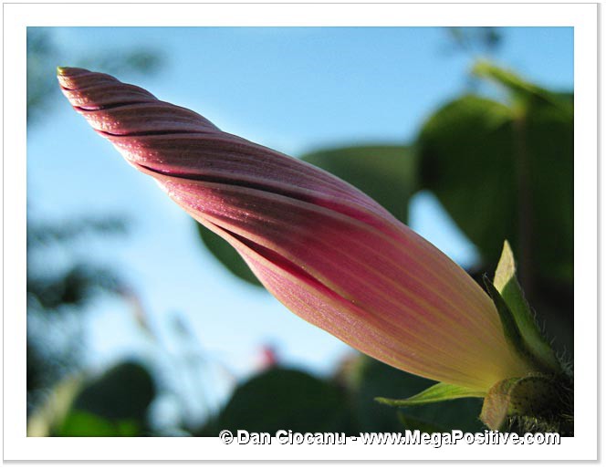 morning glory flower bud rose-violet color macro photo