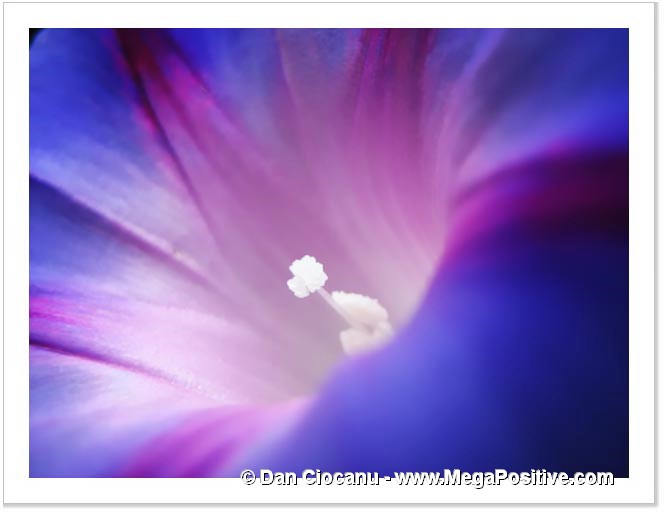 morning glory flower macro photo modern art abstract canvas