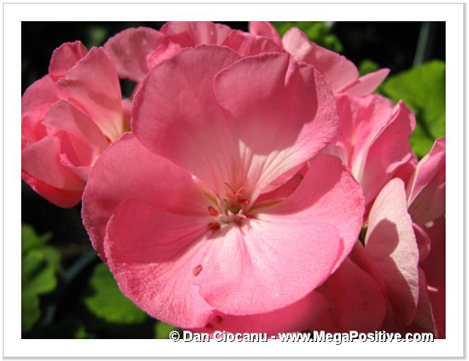 pelargonium of rose color for macro photo printing and canvas