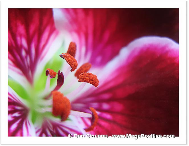 petunia abstract art super macro photo print