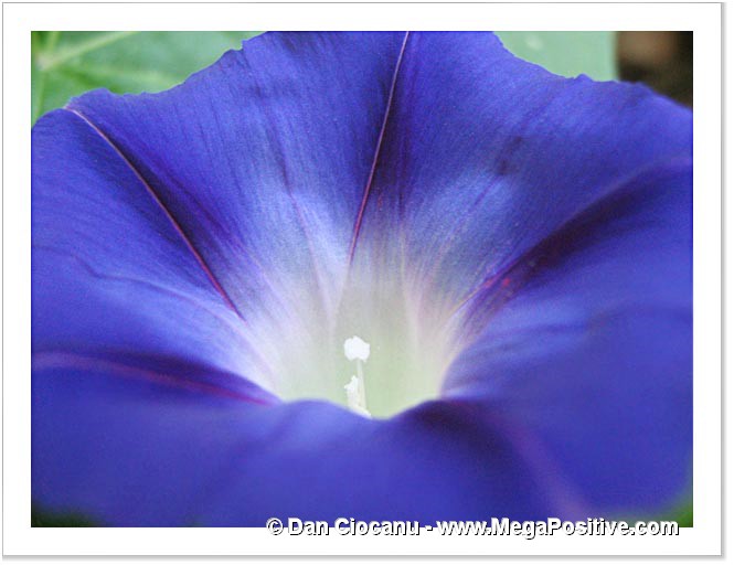 petunia flower blue macro photo canvas
